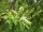 Trauben-Kirsche - Prunus padus