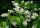 Trauben-Kirsche - Prunus padus