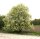 Trauben-Kirsche - Prunus padus  50-80 cm, 2 jährig verschulter Sämling, wurzelnackt
