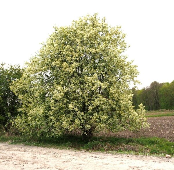 Trauben-Kirsche - Prunus padus 60-100 cm, verpflanzter Strauch, ab 3 Triebe, wurzelnackt