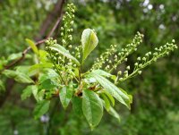 Trauben-Kirsche - Prunus padus 60-100 cm, verpflanzter Strauch, ab 3 Triebe, wurzelnackt