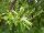 Trauben-Kirsche - Prunus padus 60-100 cm, verpflanzter Strauch, ab 3 Triebe, wurzelnackt