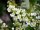 Trauben-Kirsche - Prunus padus 60-100 cm, verpflanzter Strauch, ab 3 Triebe, wurzelnackt