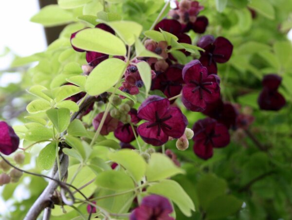 Klettergurke Akebia quinata - Kletterpflanze 60-100 cm, im 2-Liter Container