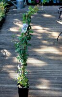 Klettergurke Akebia quinata - Kletterpflanze 60-100 cm, im 2-Liter Container