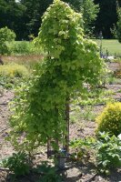 Klettergurke Akebia quinata - Kletterpflanze 60-100 cm, im 2-Liter Container