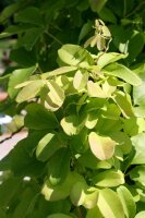 Klettergurke Akebia quinata - Kletterpflanze 60-100 cm, im 2-Liter Container