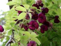 Klettergurke Akebia quinata - Kletterpflanze 60-100 cm,...