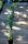 Klettergurke Akebia quinata - Kletterpflanze 60-100 cm, im 2-Liter Container