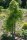 Klettergurke Akebia quinata - Kletterpflanze 60-100 cm, im 2-Liter Container