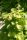 Klettergurke Akebia quinata - Kletterpflanze 60-100 cm, im 2-Liter Container