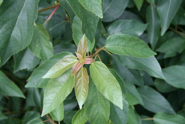 Schmalblättrige-Ölweide - Elaeagnus angustifolia 60-100 cm, verpflanzter Strauch, ab 4 Triebe, wurzelnackt