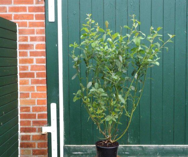 Salweide Salix caprea 80-120 cm, 1 jährig bewurzeltes Steckholz, wurzelnackt
