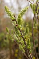 Salweide Salix caprea 80-120 cm, 1 jährig bewurzeltes Steckholz, wurzelnackt