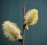 Salweide - Salix caprea 120-150 cm, 1 jährig bewurzeltes Steckholz, wurzelnackt