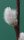 Salweide - Salix caprea 120-150 cm, 1 jährig bewurzeltes Steckholz, wurzelnackt