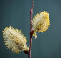 Salweide - Salix caprea 60-100 cm, verpflanzter Strauch, ab 4 Triebe, wurzelnackt