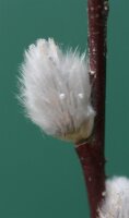 Salweide - Salix caprea 100-150 cm, verpflanzter Strauch, ab 4 Triebe, wurzelnackt