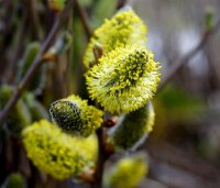 Salweide - Salix caprea 100-150 cm, verpflanzter Strauch, ab 4 Triebe, wurzelnackt