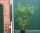 Salweide - Salix caprea 100-150 cm, verpflanzter Strauch, ab 4 Triebe, wurzelnackt