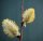 Salweide - Salix caprea 100-150 cm, verpflanzter Strauch, ab 4 Triebe, wurzelnackt