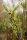Salweide - Salix caprea 100-150 cm, verpflanzter Strauch, ab 4 Triebe, wurzelnackt
