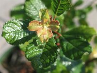 Salweide - Salix caprea 60-100 cm, Strauch im 3-Liter Container