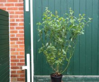Salweide - Salix caprea 60-100 cm, Strauch im 3 Liter Container