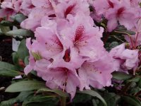 Rhododendron Lavender Princess® INKARHO