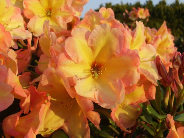 Rhododendron Macarena® INKARHO