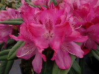 Rhododendron Maifeuer&reg; INKARHO