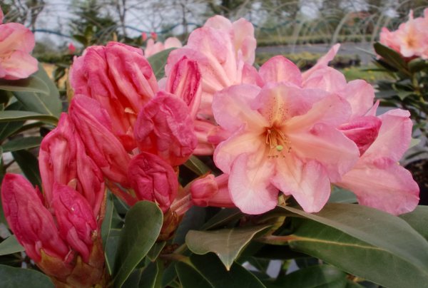 Rhododendron Malvine&reg; INKARHO
