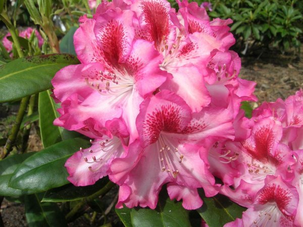 Rhododendron Marianka&reg; INKARHO