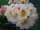 Rhododendron Marylou® INKARHO