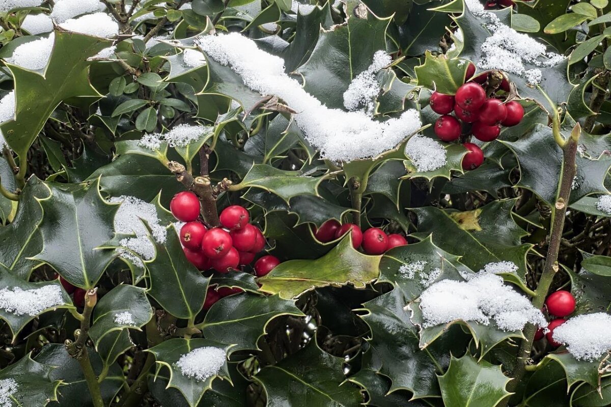 Ilex - Stechpalme - immergrner Strauch die Alternative zum Kirschlor,  28,95