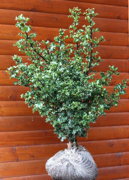stechpalme Stechpalme - Ilex aquifolium