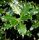  Ilex aquifolium - Stechpalme