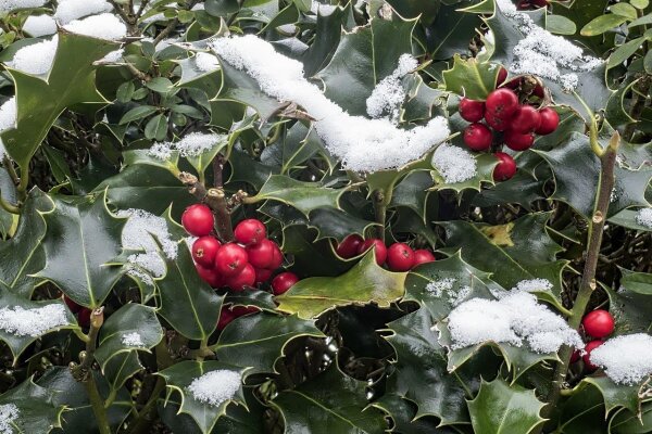 Stechpalme - Ilex aquifolium 80-100 cm, mit Ballen
