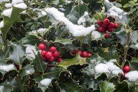 Stechpalme - Ilex aquifolium 80-100 cm, mit Ballen