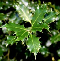 Stechpalme - Ilex aquifolium 80-100 cm, mit Ballen