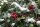 Stechpalme - Ilex aquifolium 80-100 cm, mit Ballen