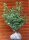 Stechpalme - Ilex aquifolium 80-100 cm, mit Ballen