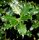 Stechpalme - Ilex aquifolium 80-100 cm, mit Ballen