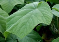 Blauglockenbaum - Paulownia tomentosa 80-100 cm im...