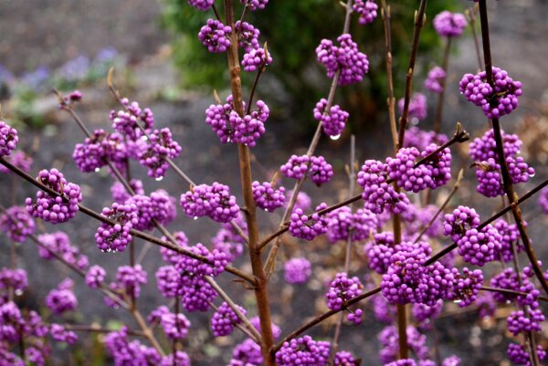 Liebesperlenstrauch - Schönfrucht Callicarpa bodinieri Profusion 60-80 cm, im 5 Liter Container