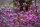 Liebesperlenstrauch - Schönfrucht Callicarpa bodinieri Profusion 60-80 cm, im 5 Liter Container