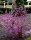 Liebesperlenstrauch - Schönfrucht Callicarpa bodinieri Profusion 60-80 cm, im 5 Liter Container