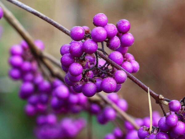 Callicarpa bodinieri Profusion  Liebesperlenstrauch - Schönfrucht 80 cm Stammhöhe, Stämmchen, im Container