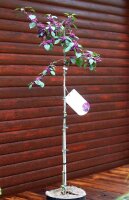 Callicarpa bodinieri Profusion  Liebesperlenstrauch - Schönfrucht 80 cm Stammhöhe, Stämmchen, im Container