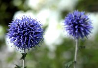 Kugeldistel - Echinops ritro‘Veitchs Blue’